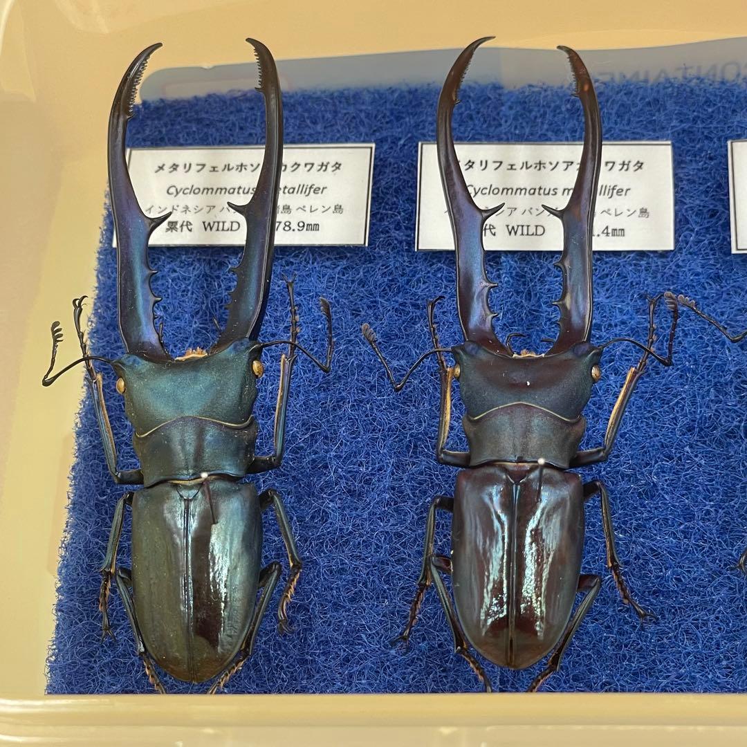 標本　激レア　ブルータイプ　メタリフェルクワガタ　♂4頭　WILD