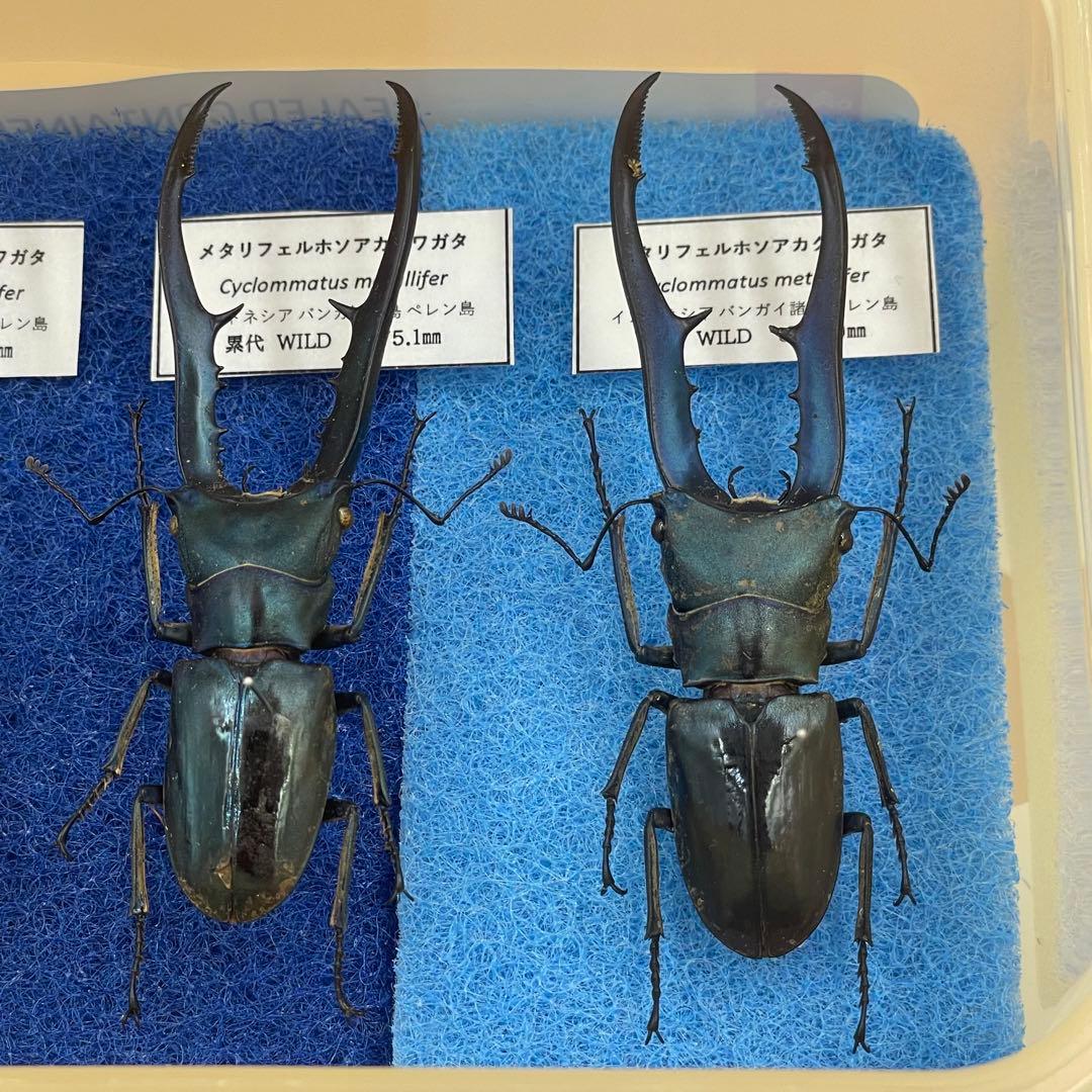 標本　激レア　ブルータイプ　メタリフェルクワガタ　♂4頭　WILD
