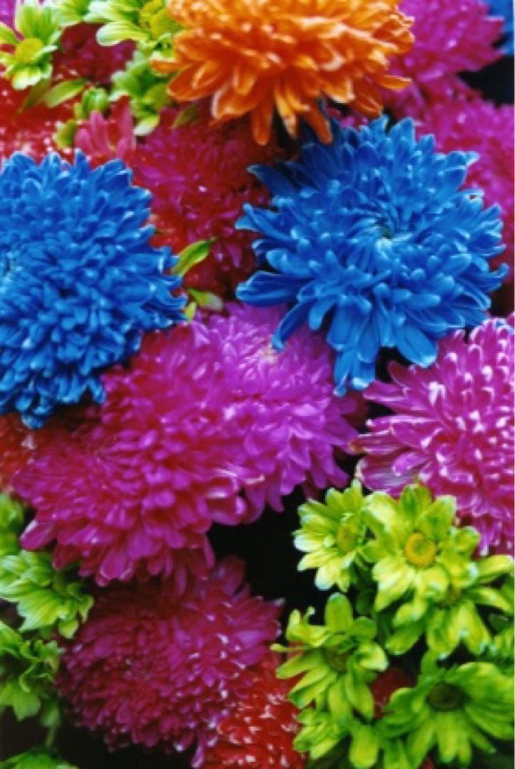 ぶーちゃん　エルミスタ　4個セット