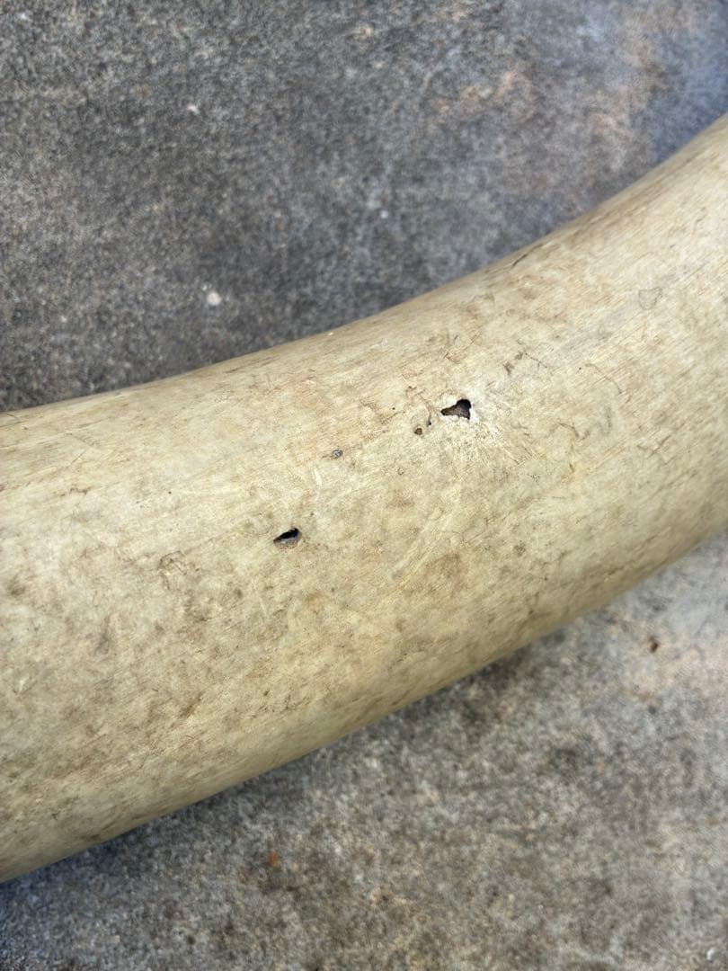 テキサスロングホーン　牛　ツノ　特大　アメリカン　インディアン　剥製