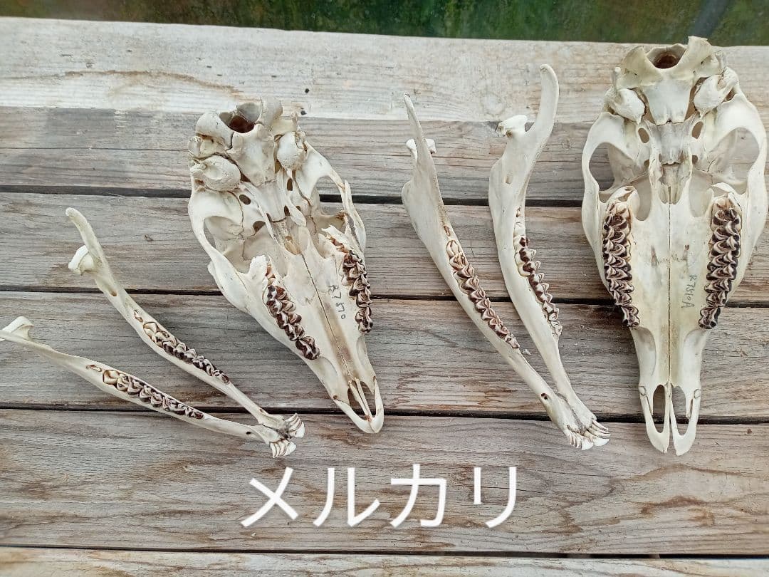 天然　日本鹿　スカルヘッド　お得な2個セット×2