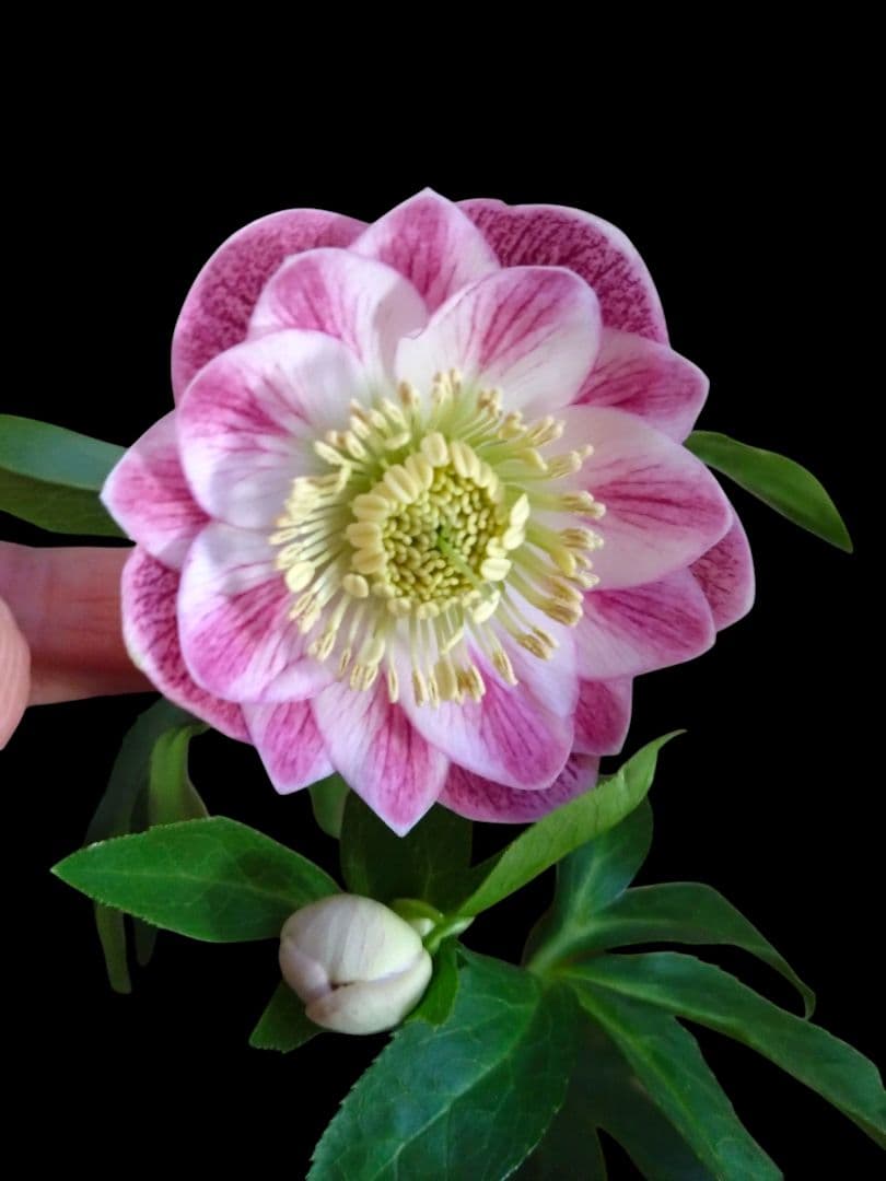 クリスマスローズ　広瀬園芸　グラデーションdd