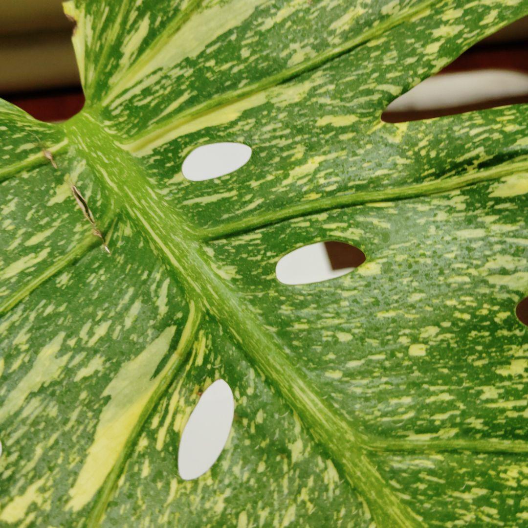 け*ん様 希少 モンステラ デリシオーサ スターライト トップ カット