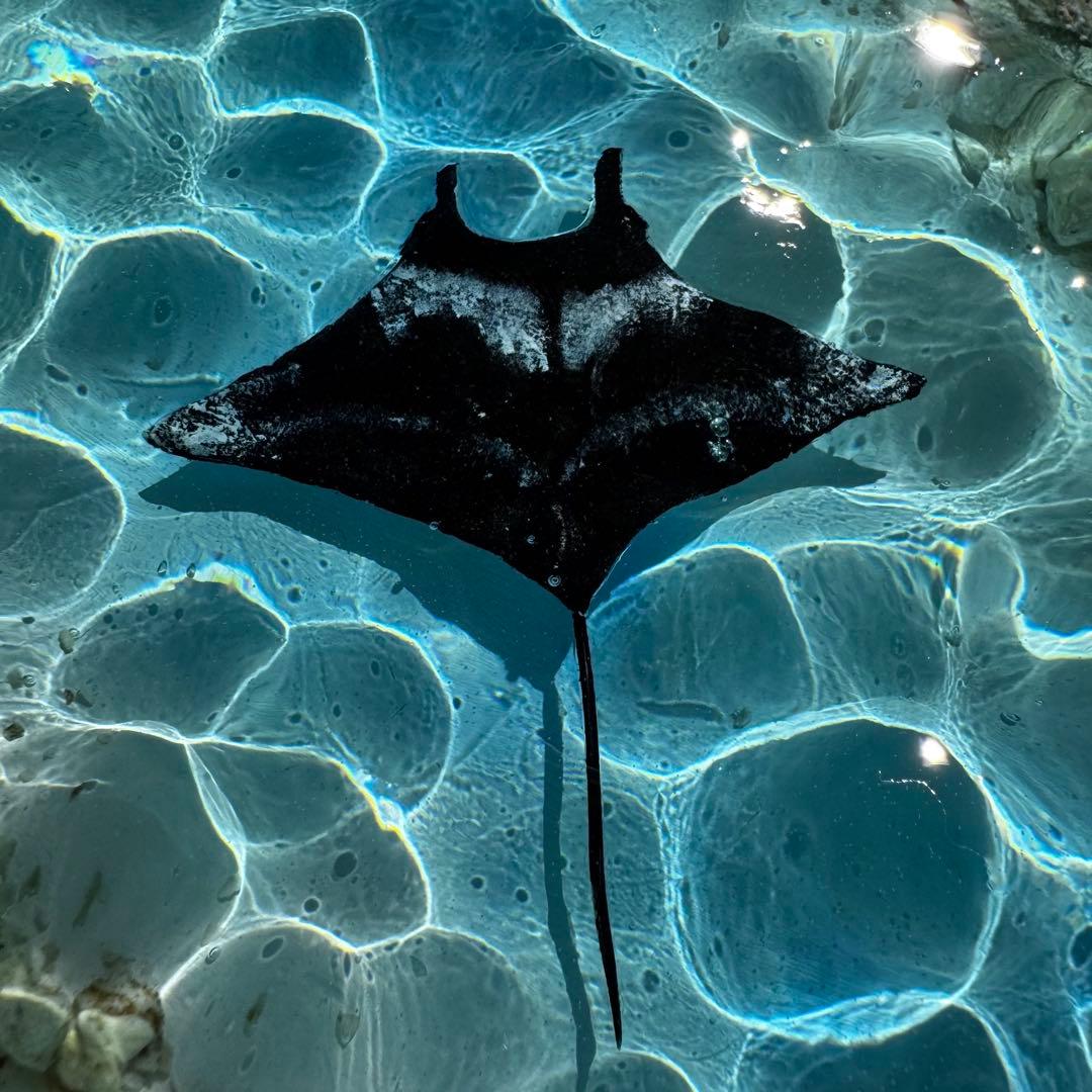 レジンアート オーシャンアート マンタ 沖縄 海 アートパネル 波紋アート