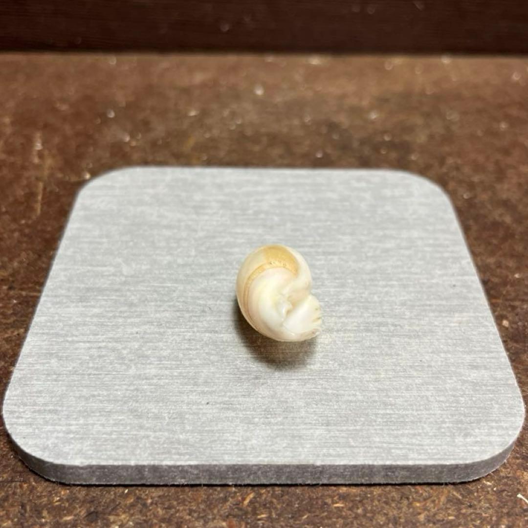 E*s様 激レア　美品　熊本県産　マボロシリュウグウボタル