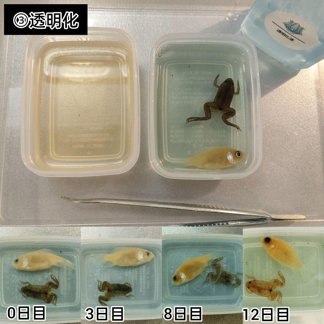 【透明標本作製キット】(上級) 20点　自由研究 学習教材 改良版