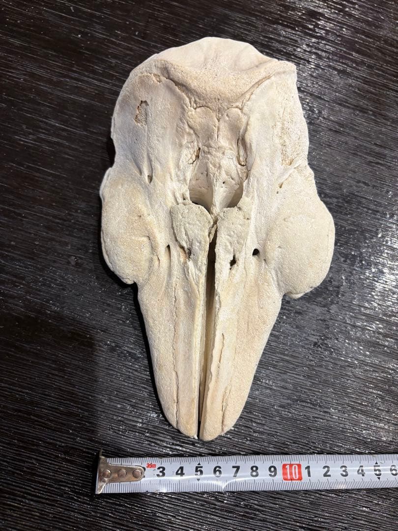 イルカ　クジラ　標本 約20cm 詳細な骨構造