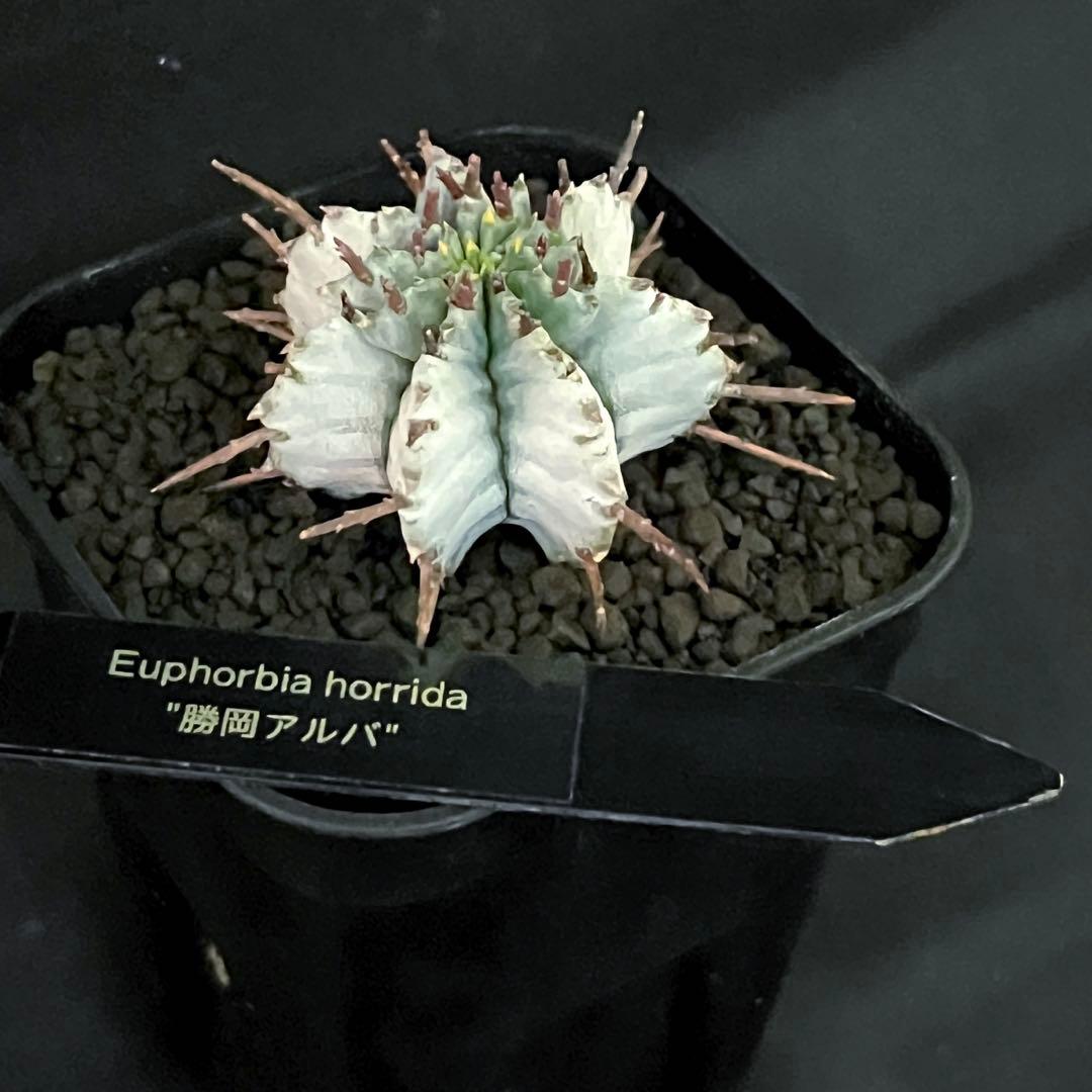 佐*太様 ユーフォルビアホリダ 勝岡アルバ 純血統 極上 雌株 カキ子SSSラン