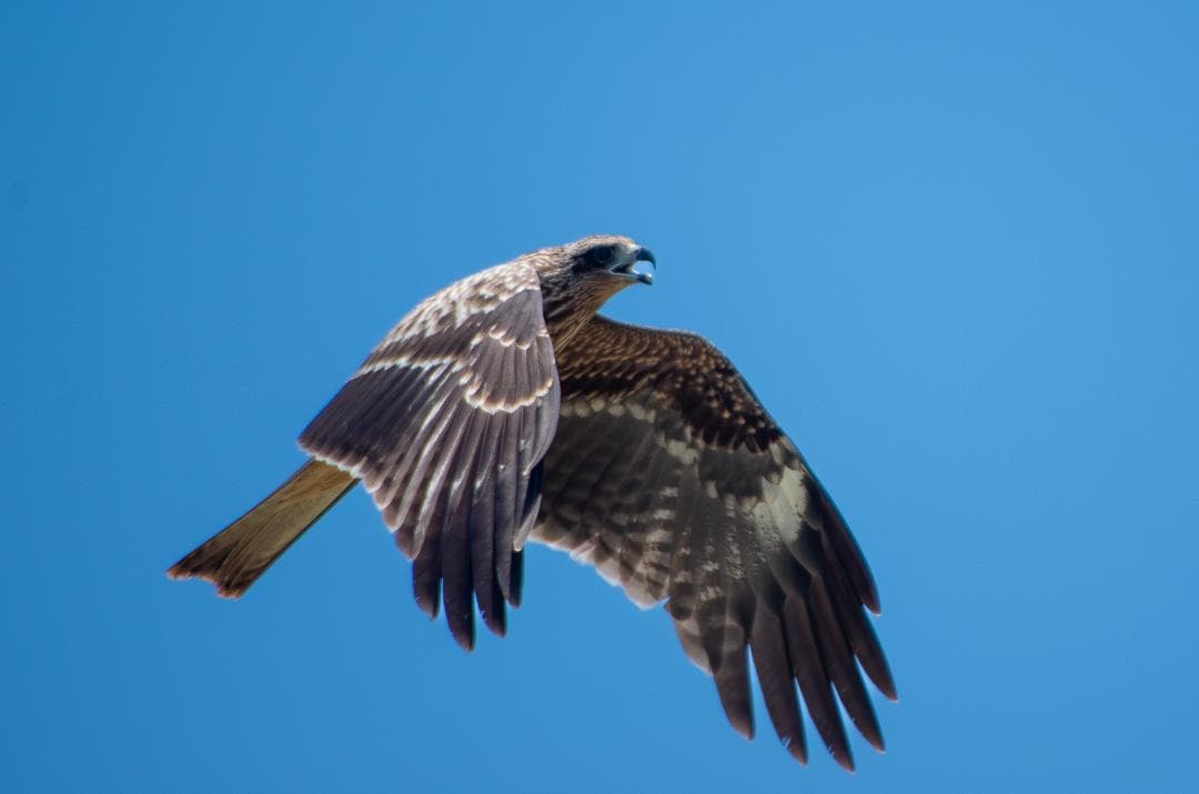 【訳アリ】【黒死病対策済】【内臓電池交換済】PENTAX K-30