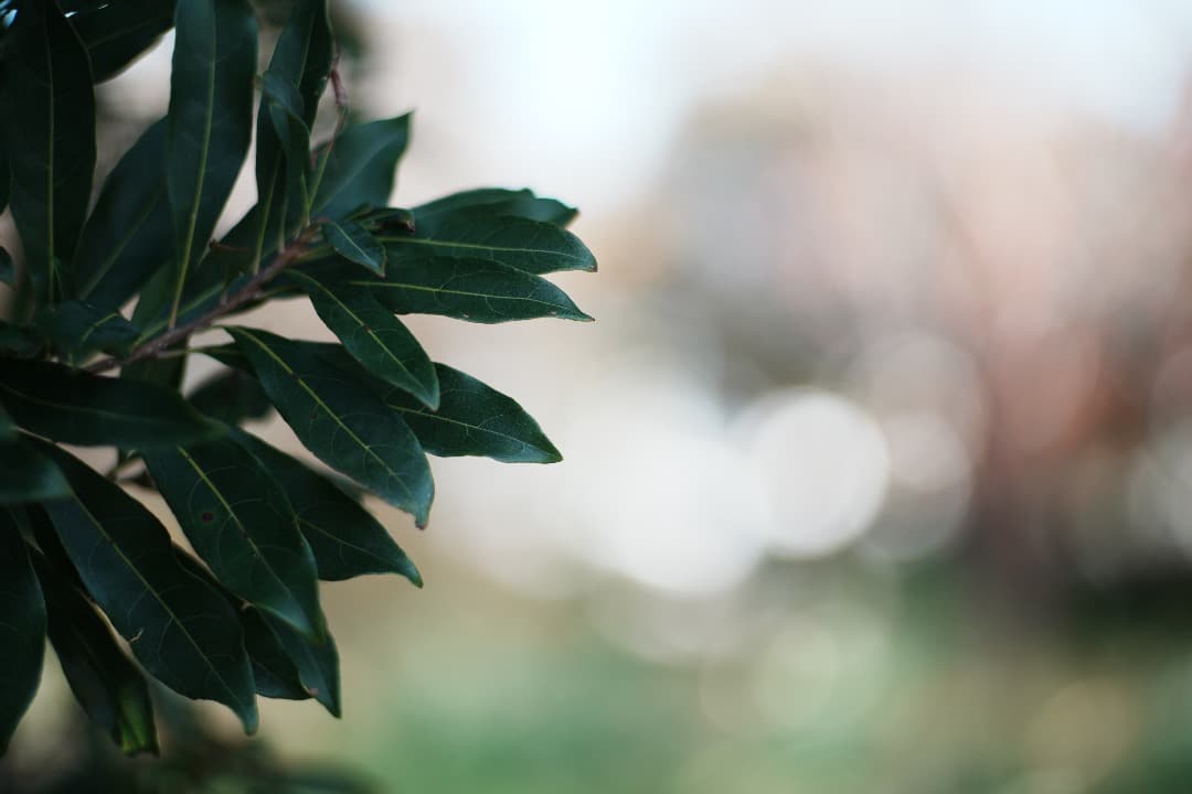 【希少前期型】Nikon Nikkor-H Auto 85mm F1.8 417