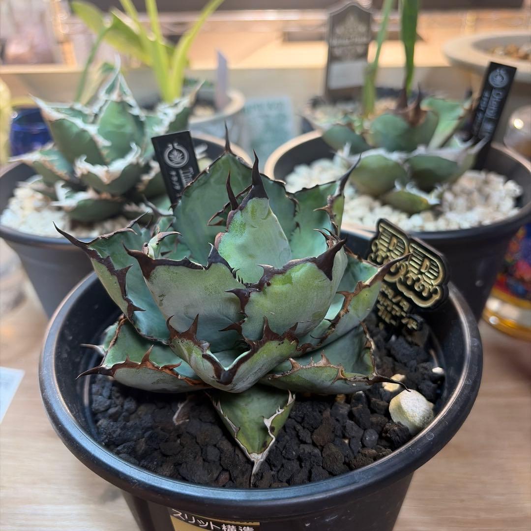 m*a様 アガベ 3株セット