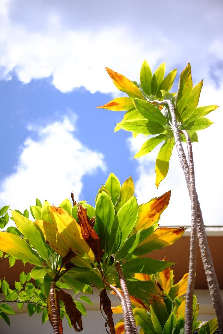 TTArtisan AF 27mm f/2.8 レンズ　Xマウント　銘匠光学