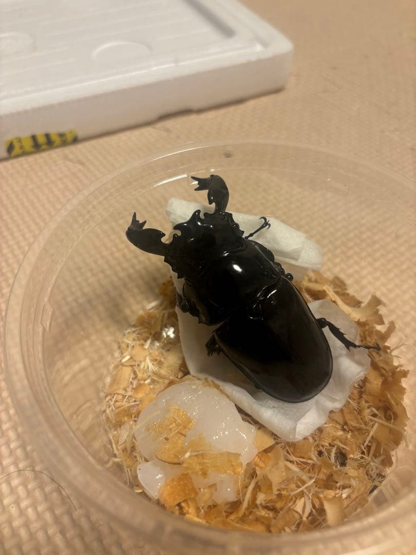 タランドゥスオオツヤクワガタ90ミリ標本用