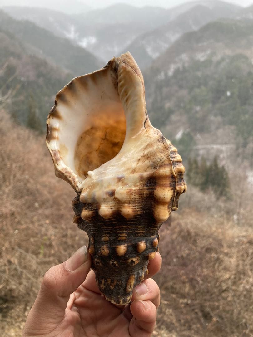 法螺貝　山伏　魔除け　戦前