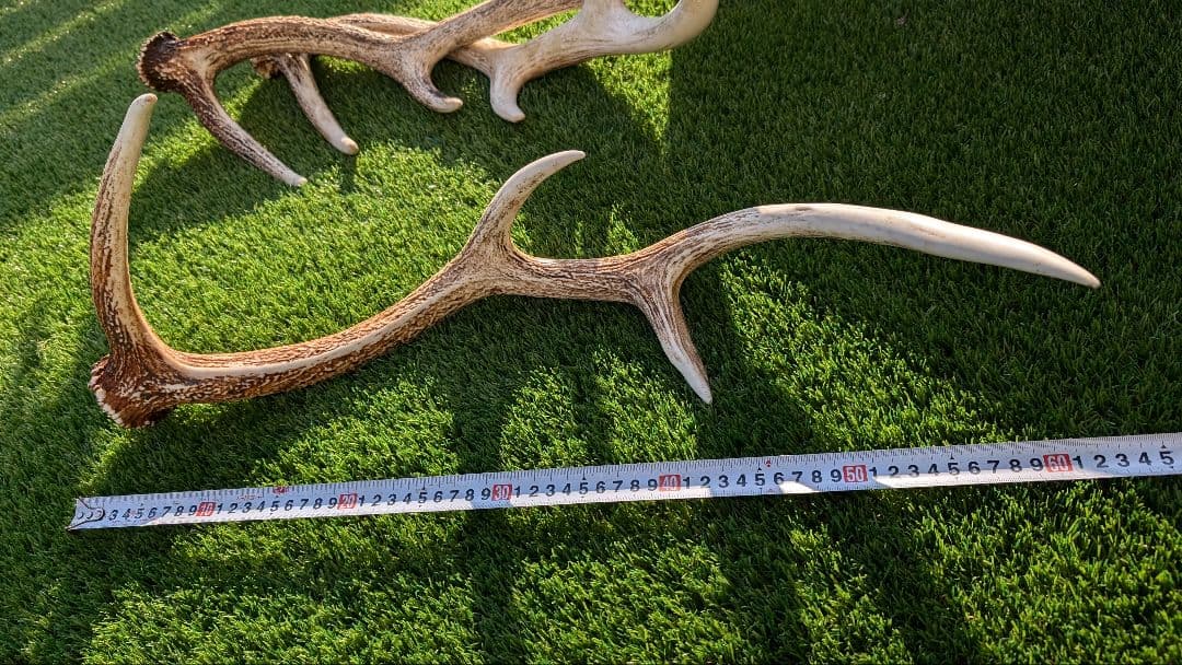 立派な鹿の角 2対　4本セット です！