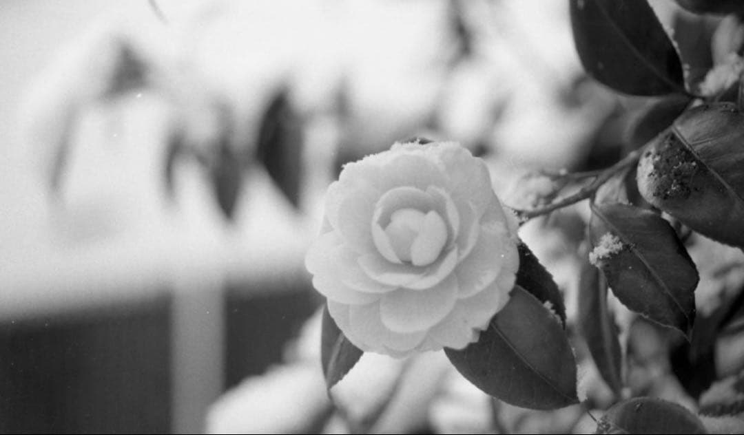 Nikon Fm2 + 4レンズセット ニコン