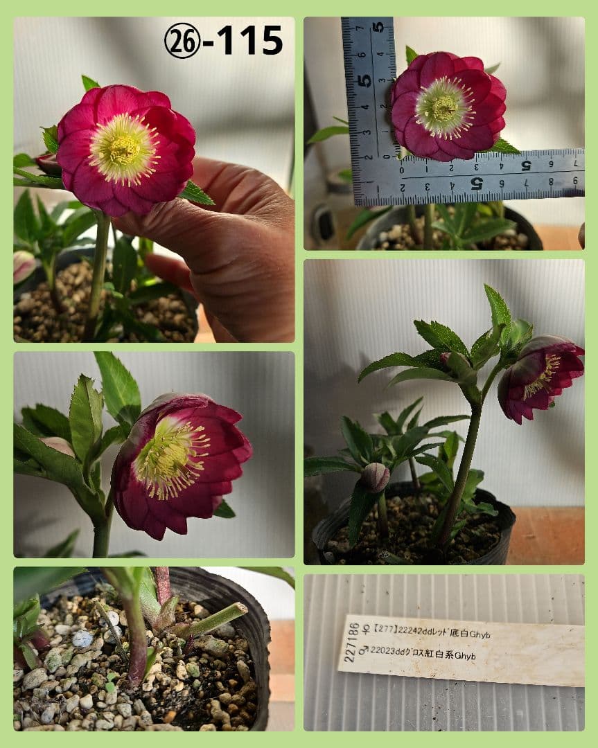 ムック様ご購入苗㉖-114㉖-115クリスマスローズ