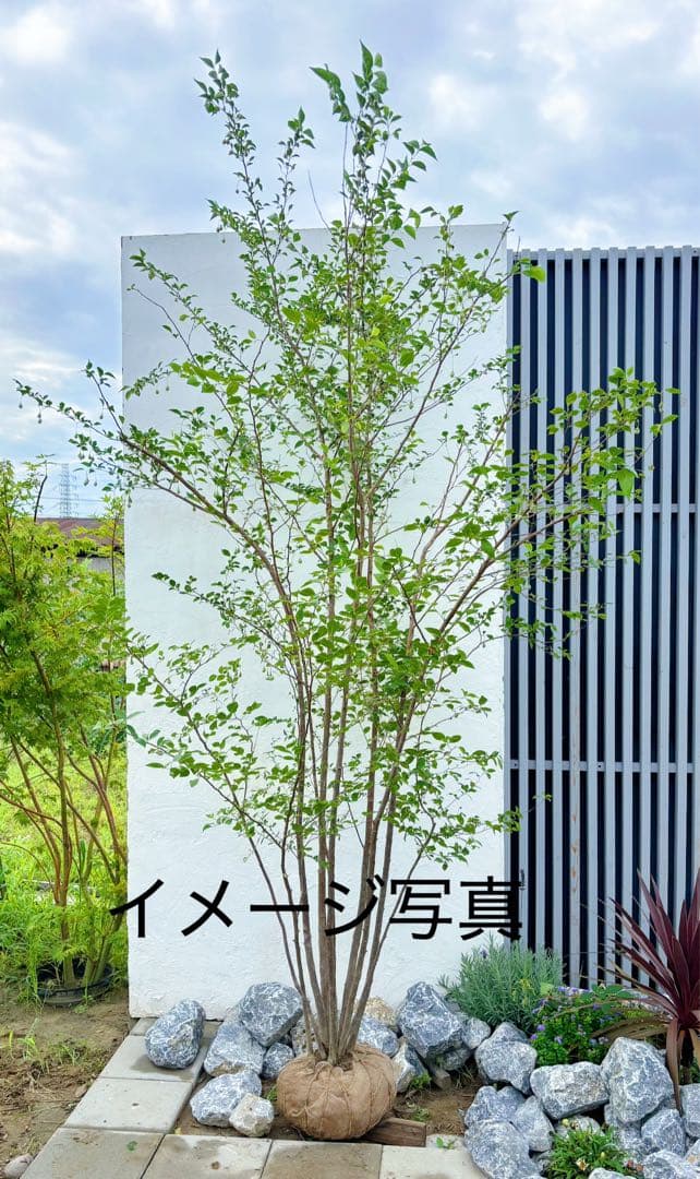 希少。赤花エゴノキピンクチャイム株立ち1.8M(鉢底から)