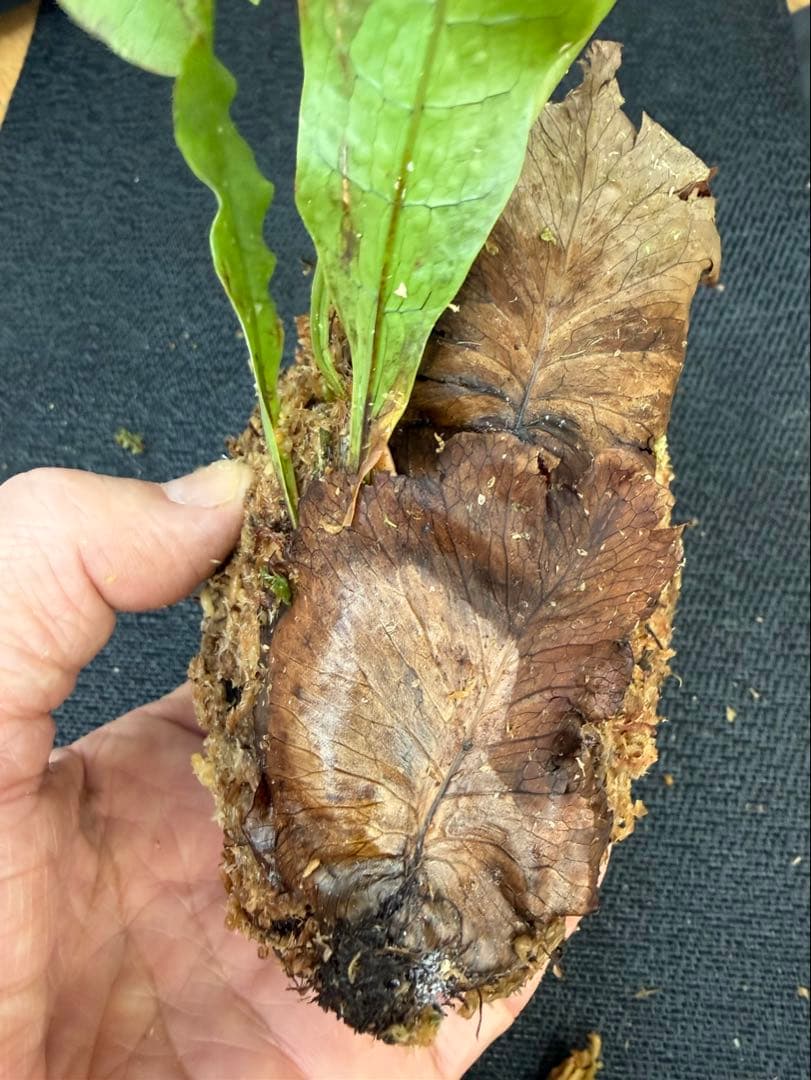 M*l様 14日まで！ ⭐︎ドリナリア インボルタ　ボルネオ・サラワク州産　株分