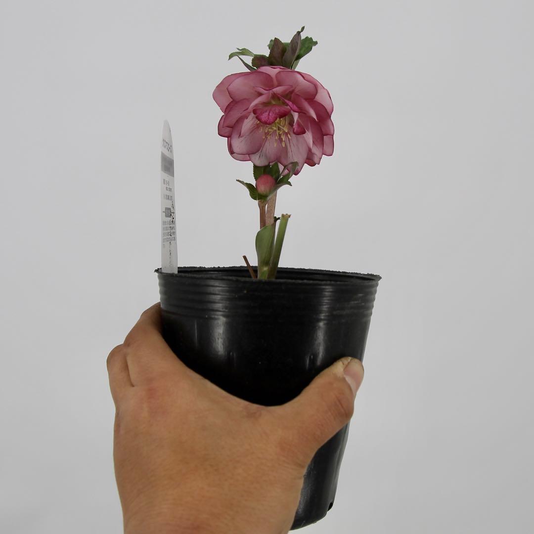 八重咲きクリスマスローズ　11ポットセット