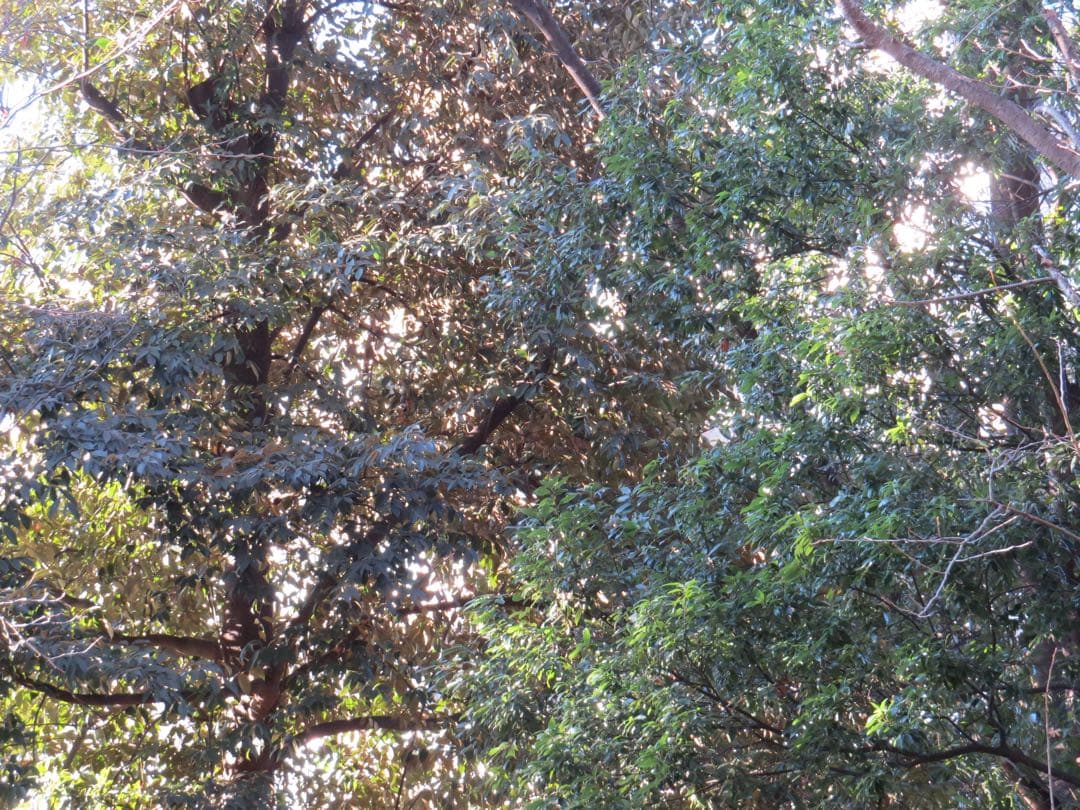 Canon PowerShot SX50 HS 本体