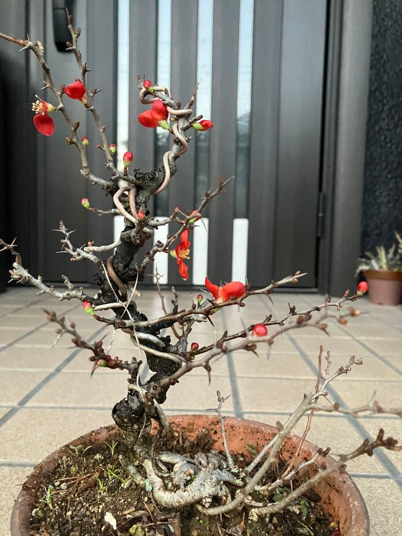 ◉長寿梅盆栽　赤花　沢山の花芽付き　持込の古い古木　極上品　日曜限定の大幅値下げ