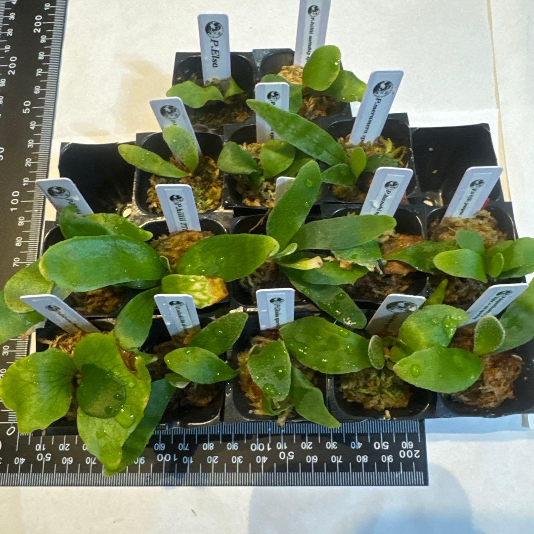 ビカクシダセット15株 エルサOC、ミスタースーダンOC、ギンカなど