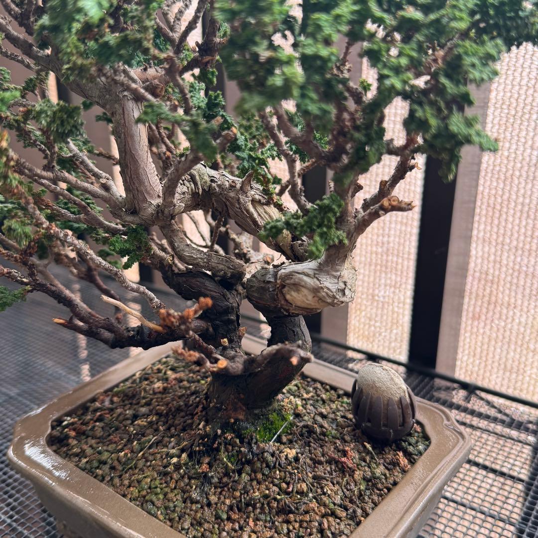 石化檜 石化ヒノキ 盆栽
