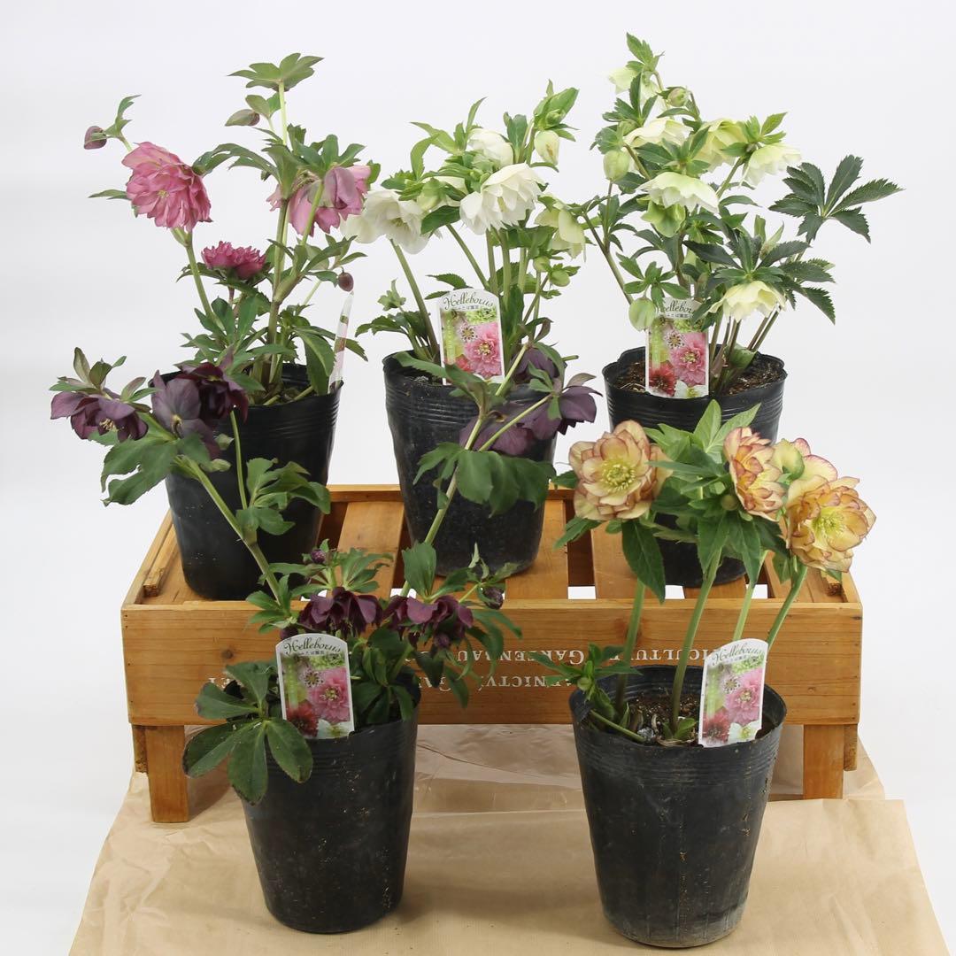 八重咲きクリスマスローズ　5ポットセット