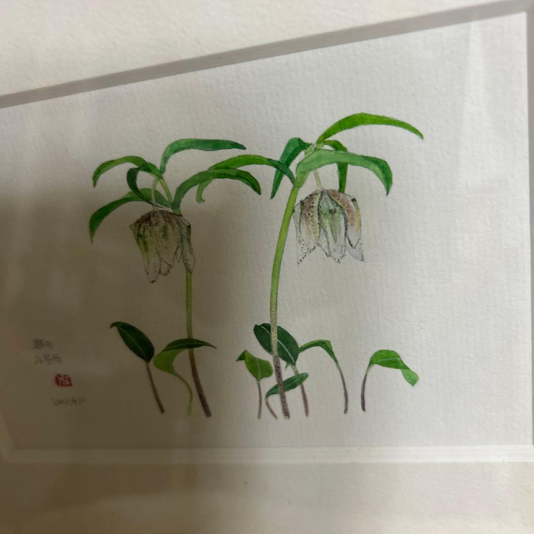 値下げ　　水彩画 木製フレーム付き　 外山康雄　原画　越の小貝母 名刺