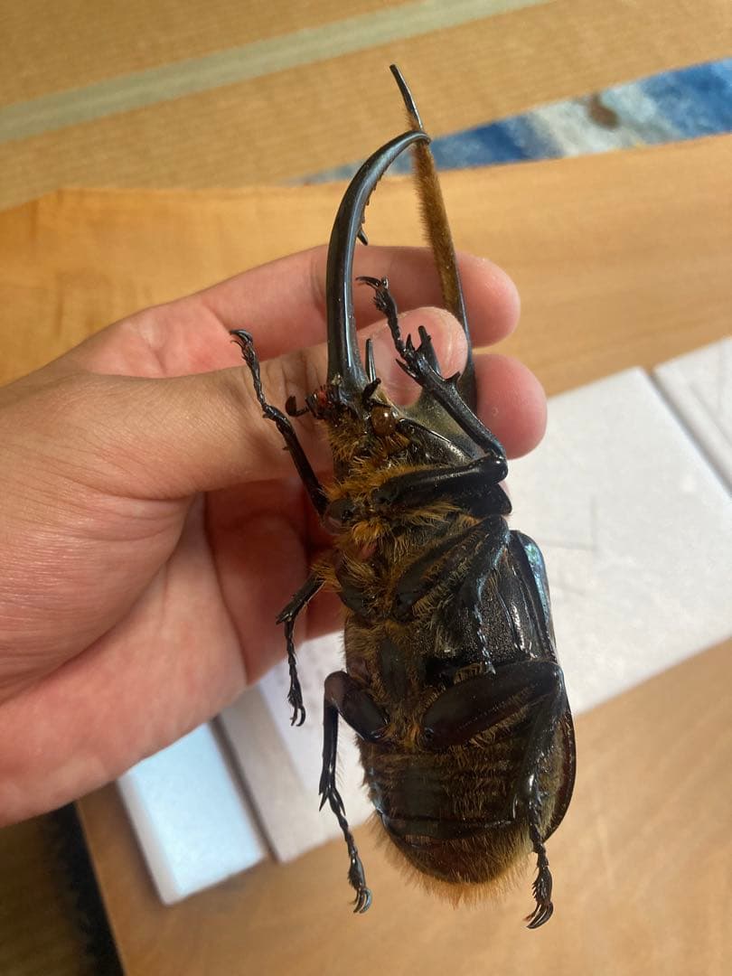 ネプチューンオオカブト♂野外品標本