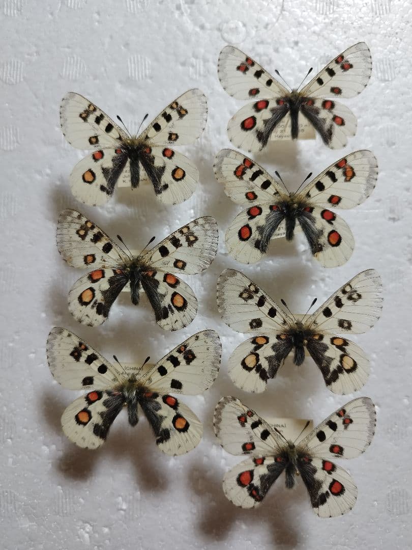 ヒマラヤ様 リクエスト 2点 まとめ商品