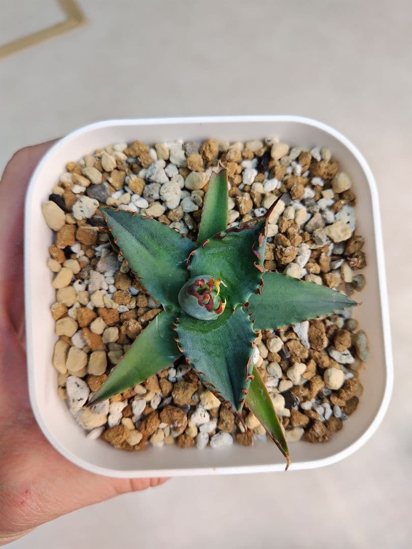 エボリスピナ✕BB　ハイブリッドアガベ