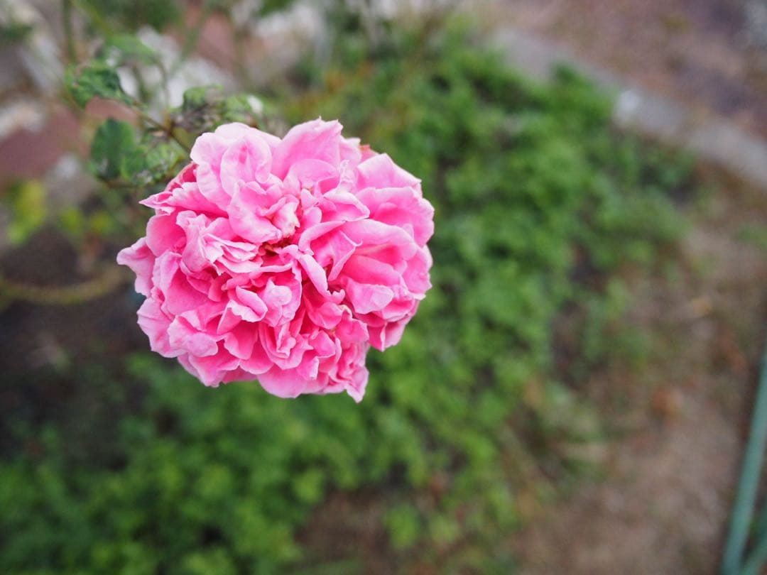 レンズ(単焦点) Panasonic LUMIX G 14mm/F2.5 ASPH. H-H014