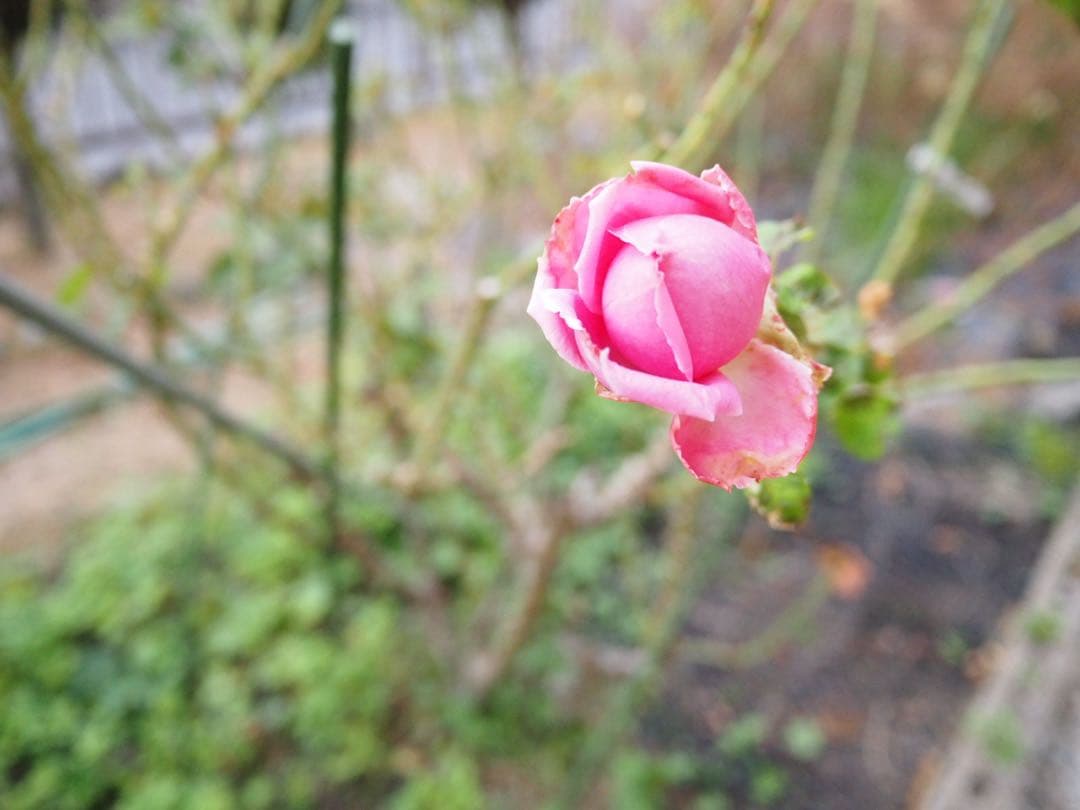 レンズ(単焦点) Panasonic LUMIX G 14mm/F2.5 ASPH. H-H014