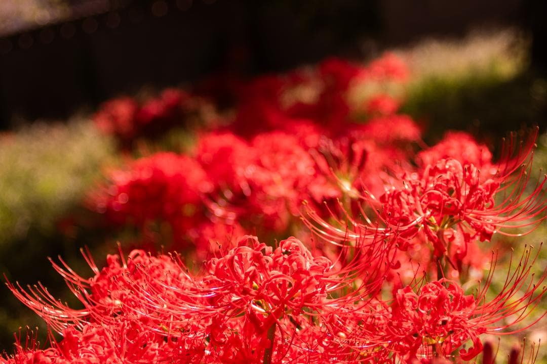 【黒死病対策】ペンタックス PENTAX K-S2 カメラらしいブラック