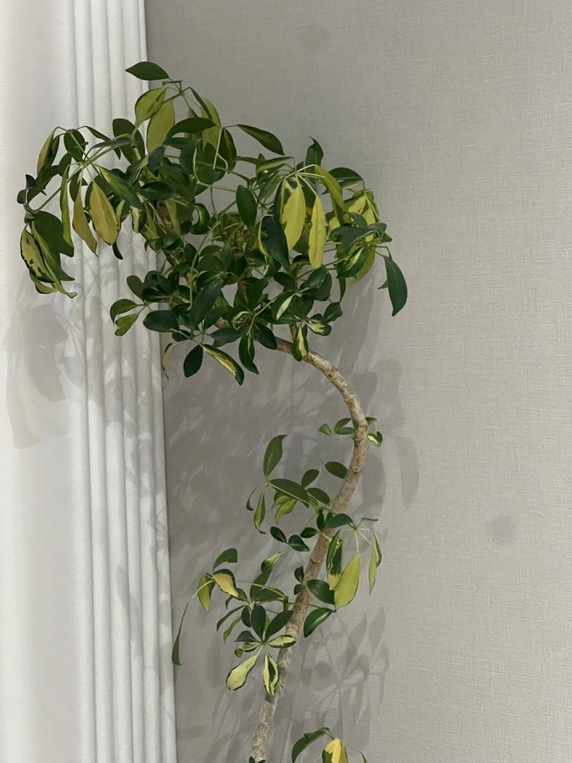 iPhone13pro ゴールド gold simフリー