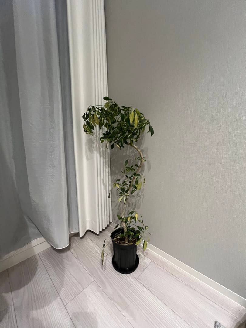 iPhone13pro ゴールド gold simフリー