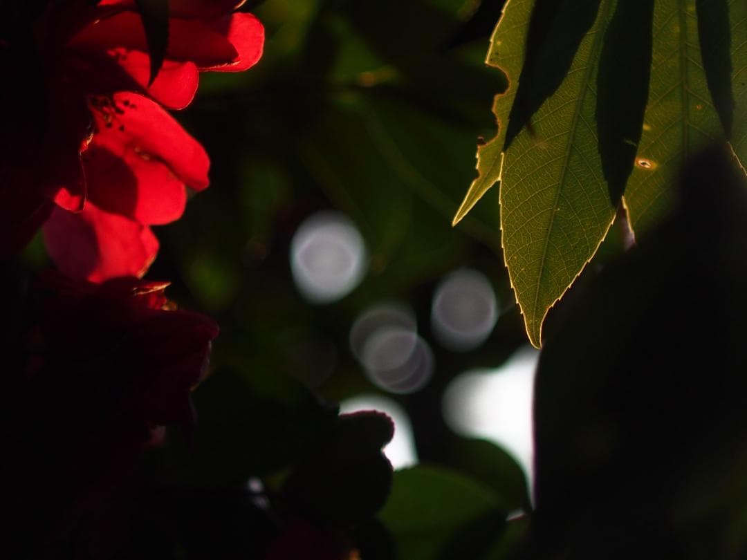 ヘリオス　44-2　M42マウント