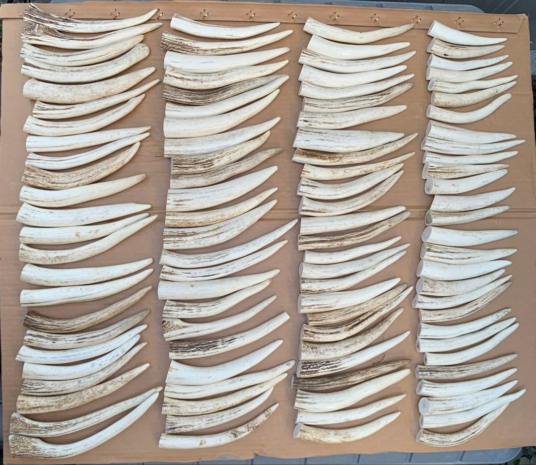 No.2136『鹿角先端102本セット』鹿の角　エゾ鹿　鹿角　蝦夷鹿