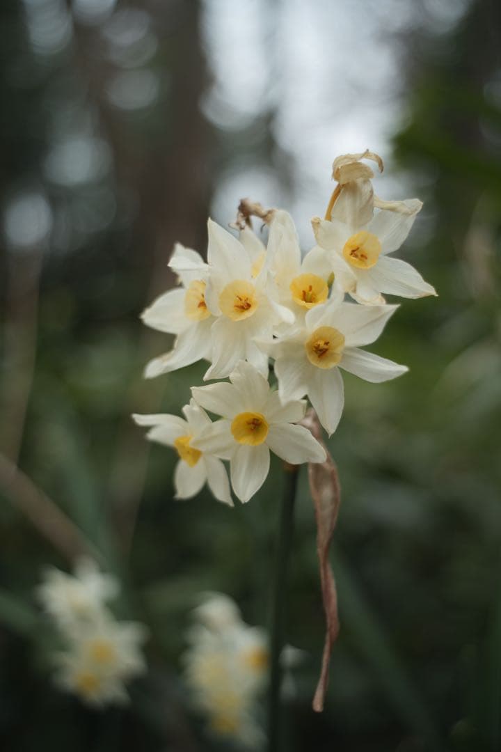 レンズ(単焦点) M42 Enna Macro-Ennalyt 35mm f2.8