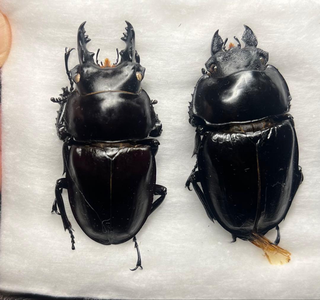ヤエヤママルバネクワガタ標本スーパー激中歯+特大♀