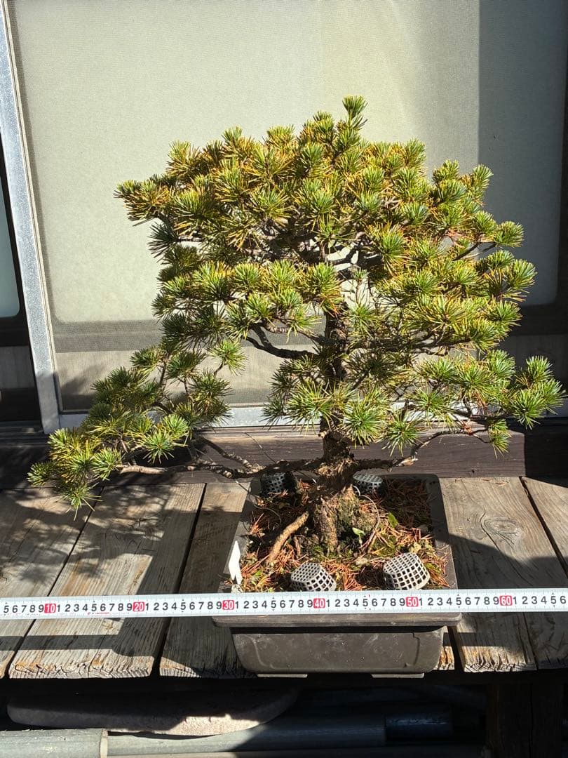 伊*一様 ★盆栽★ 赤石五葉松　E-27 樹齢70年以上　★愛媛県より発送★