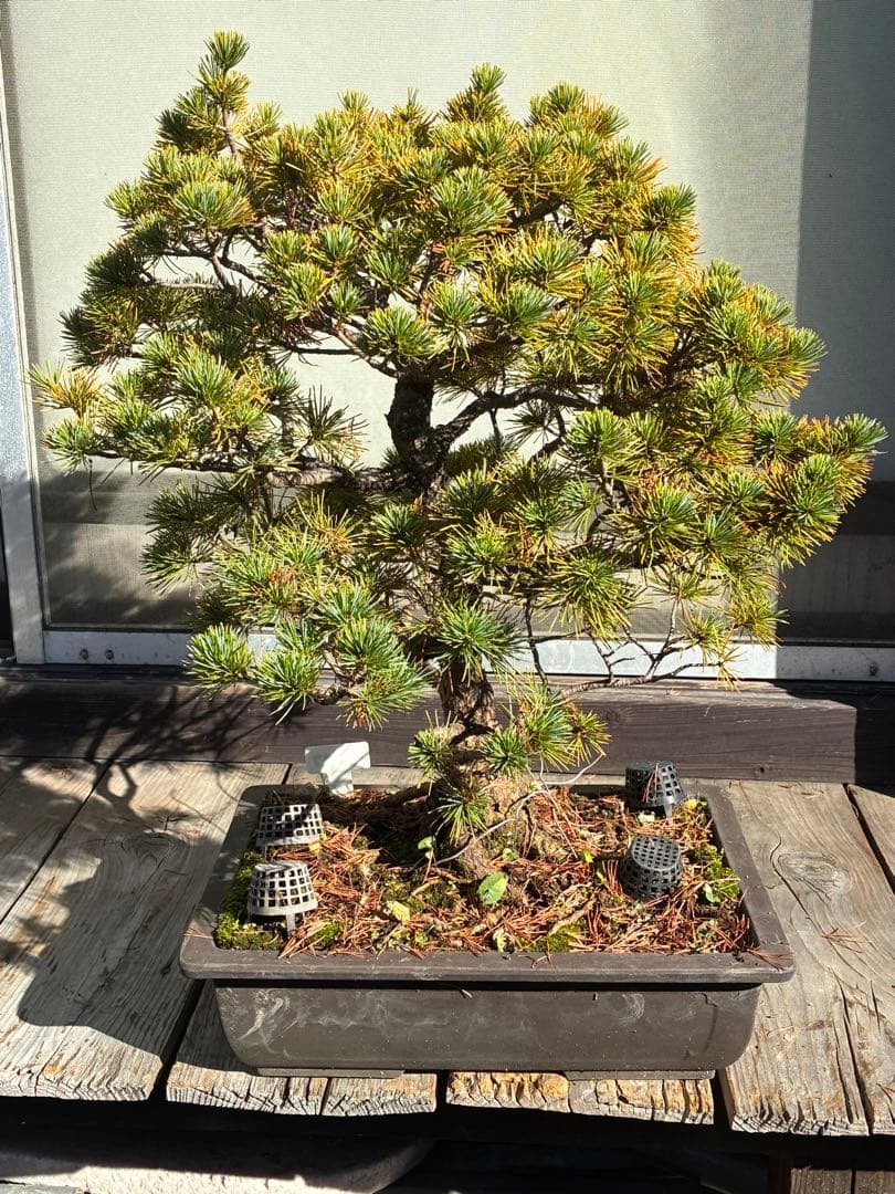 伊*一様 ★盆栽★ 赤石五葉松　E-27 樹齢70年以上　★愛媛県より発送★