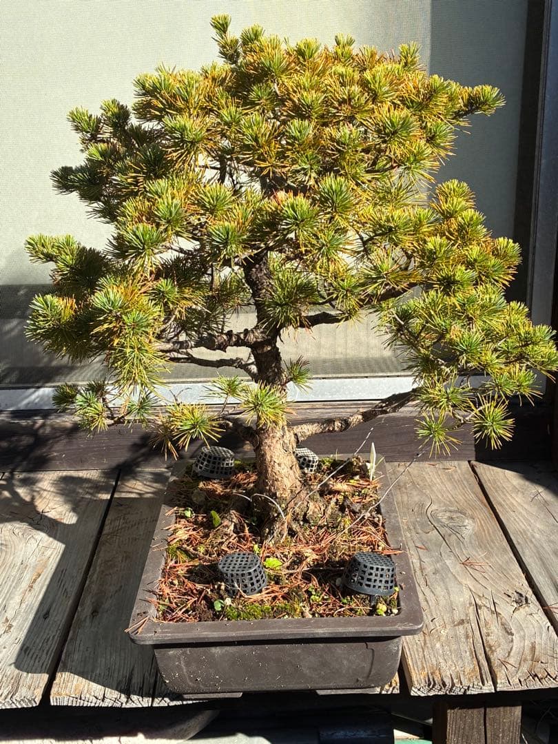伊*一様 ★盆栽★ 赤石五葉松　E-27 樹齢70年以上　★愛媛県より発送★