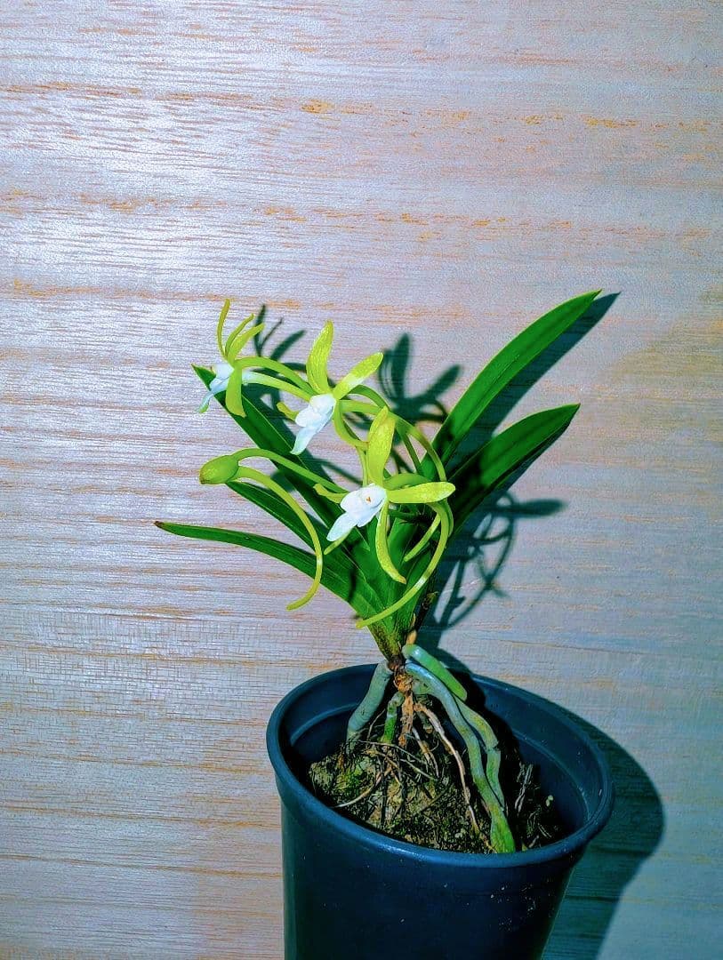 user_2da5cac7様 リクエスト 3点 まとめ商品