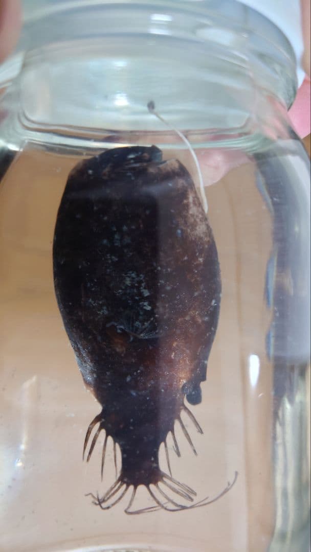 【激レア】ミツクリエナガチョウチンアンコウ♀ ホルマリン標本