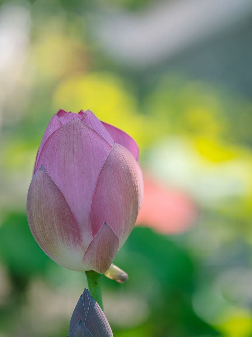 tamron 90mm F2.8 Di Ⅲ macro VXD eマウント用