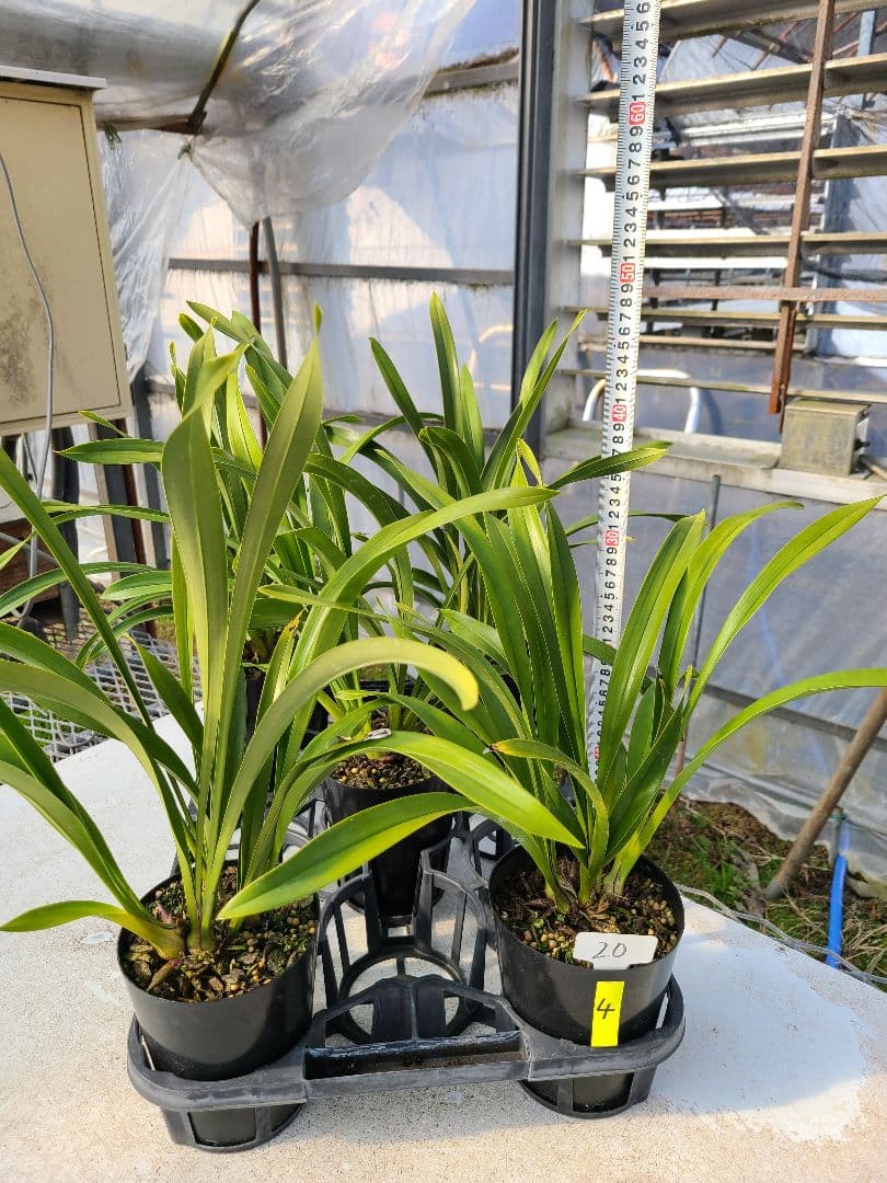 4寸。ミスマフェット。花芽4個。5鉢セット。蜜蜂誘引蘭。日本蜜蜂