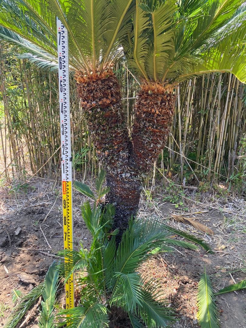 ロゼ。蘇轍ダブルヘッド　引き取り限定ソテツ